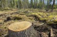 /album/photo-gallery-deforestation-/download-1-jpg/